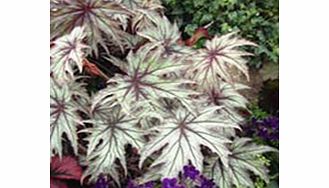 Unbranded Begonia Plant - Connie Boswell