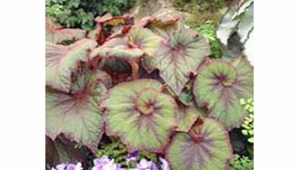 Unbranded Begonia Plant - Curly Fireflush