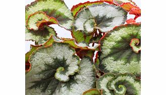 Unbranded Begonia Plant - Escargot