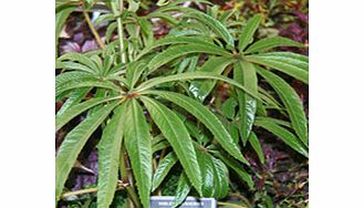 Unbranded Begonia Plant - Luxurians