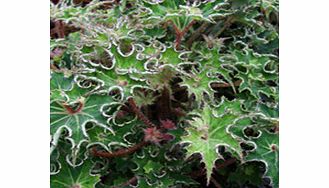 Unbranded Begonia Plant - Sea Urchin