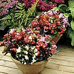 Unbranded Begonia President Mixed F1 Miniplants 453951.htm