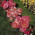 Unbranded Begonia Prima Donna - Harvest Moon 247880.htm