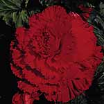 Unbranded Begonia Prima Donna - Red 247821.htm