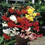 Unbranded Begonia Sensation - Pink 247511.htm