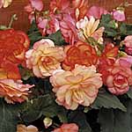 Unbranded Begonia Sunset Shades Plants 480041.htm