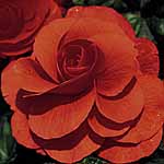 Unbranded Begonia Trumpet - Orange