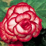 Unbranded Begonia Trumpet Picotee Meteor