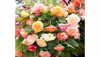 Unbranded Begonia Tubers - Parisienne Trailing