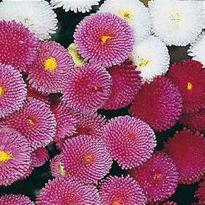 Unbranded Bellis Pomponette Mixed Seeds