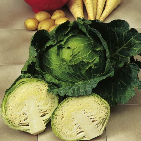 Unbranded Cabbage Celtic F1 Seeds Average Seeds 90