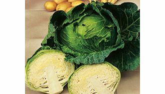 Unbranded Cabbage Celtic F1 Seeds