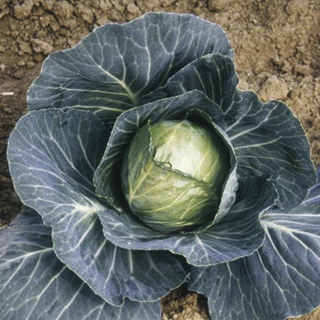 Unbranded Cabbage Collection Plants Pack of 48 Plug Plants