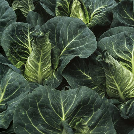 Unbranded Cabbage Frostie F1 Seeds Average Seeds 95