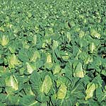 Unbranded Cabbage Greyhound Seeds