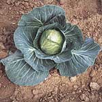 Unbranded Cabbage Guardian F1 Plug Plants