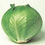 Unbranded Cabbage Lion F1 Seeds