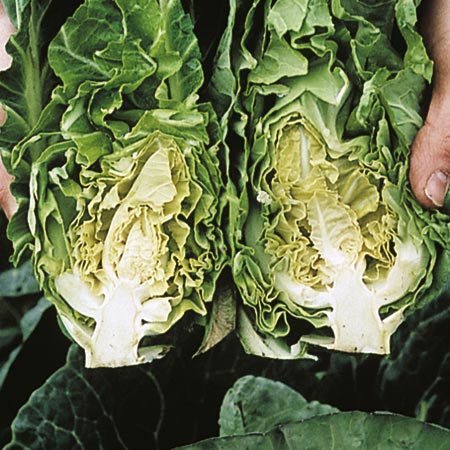 Unbranded Cabbage Sparkel F1 Seeds Average Seeds 90