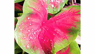 Unbranded Caladium Tubers - Postman Joyner