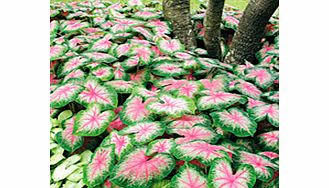 Unbranded Caladium Tubers - Rosebud