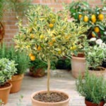 Unbranded Calamondin