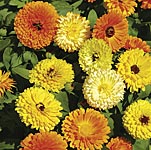 Unbranded Calendula Fiesta Gitana Seeds 414623.htm