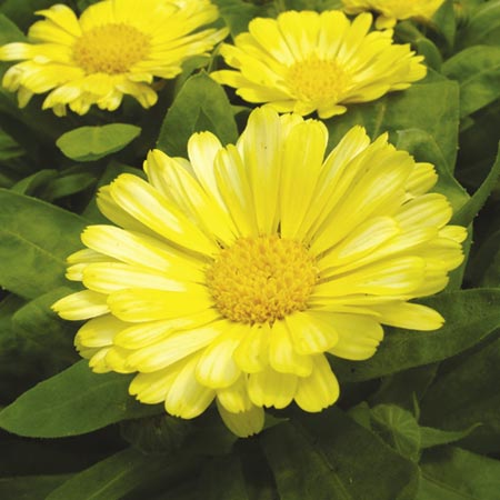 Unbranded Calendula Lemon Zest Plants Pack of 40