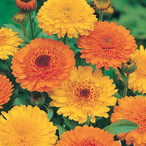 Unbranded Calendula Princess Mixed Seeds