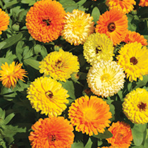 Unbranded Calendula Seeds - Fiesta Gitana Mix