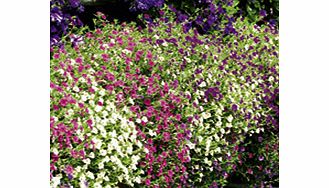 Unbranded Calibrachoa Plants - F1 Kabloom