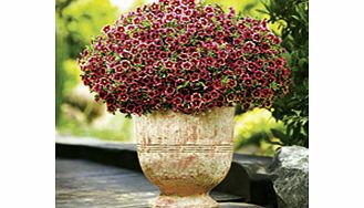 Unbranded Calibrachoa Superbells - Twin Pack