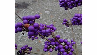 Unbranded Callicarpa Plant - Bodinieri var Giraldii