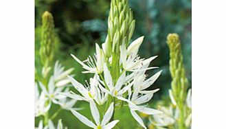 Unbranded Camassia Bulbs - leichtlinii Alba