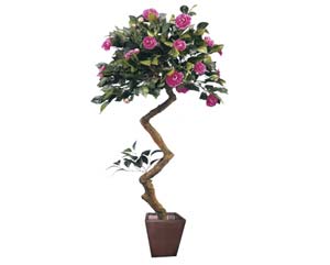 Unbranded Camellia cerise plant