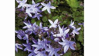 Unbranded Campanula Plant - poscharskyana Blue Waterfall