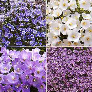 Unbranded Campanula Rockery Mixed Seeds