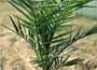 Canary Island Date Palm