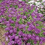 Unbranded Candytuft Candycane Purple Seeds