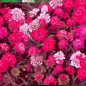 Bushy  uniform growing habit and colours of rose  pink and lavender  creamy white and a glowing cher