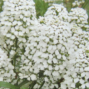 Unbranded Candytuft Giant Hyacinth Seeds