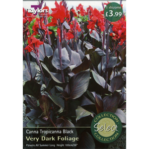 Unbranded Canna Tropicanna Black Bulb