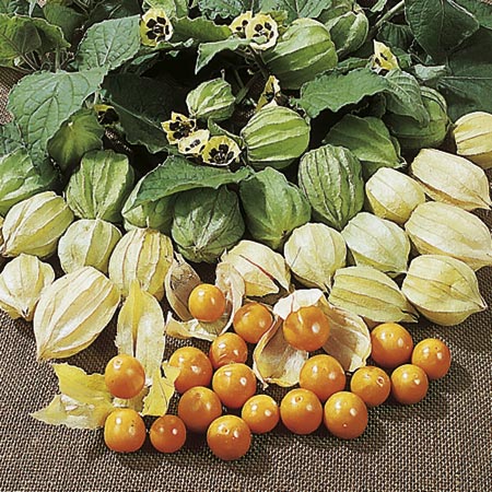 Unbranded Cape Gooseberry Little Lantern Plants Pack of 5