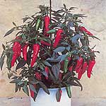 Unbranded Capsicum Apache F1 Seeds