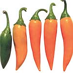 Unbranded Capsicum Bulgarian Carrot Seeds 433749.htm