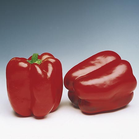 Unbranded Capsicum Denver F1 Plants Pack of 5 Pot Ready