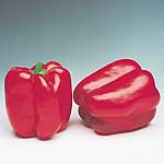 Unbranded Capsicum Denver F1 Pot Ready Plants