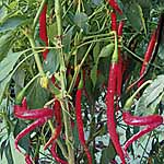 Unbranded Capsicum Joes Long F1 Seeds 438207.htm