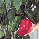 Unbranded Capsicum Jumbo F1 Seeds 433684.htm