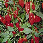 Unbranded Capsicum Paper Lantern Seeds 438274.htm