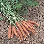 Unbranded Carrot Rocket F1 Seeds 433935.htm